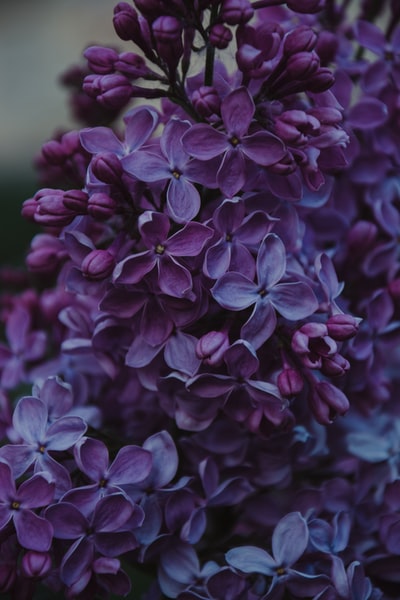 蓝花浅焦照片